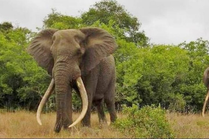 Full day Private Addo elephant safari min 2 pax max 6 pax  - Photo 1 of 8